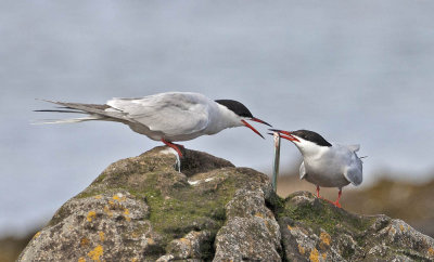 Common Terns