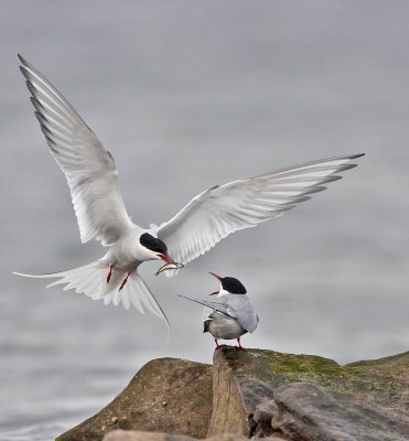 Common Terns