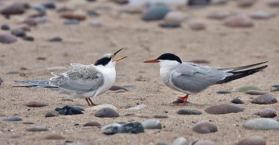 Common Terns (adult and juvenile)