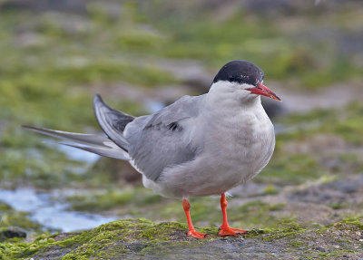 Common Tern