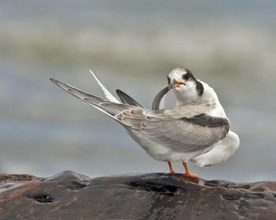 Common Tern (juvenile)