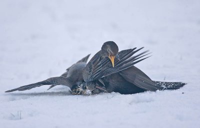 Fieldfare being attacked by a Blackbird