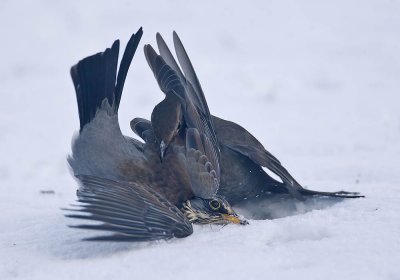 Fieldfare being attacked by a Blackbird