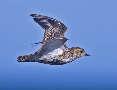 Golden Plover