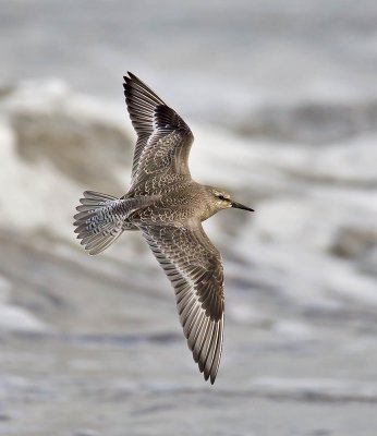 Knot (juvenile)