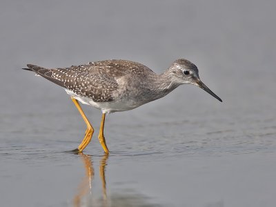 Lesser Yellowlegs Meikle Loch 21st September 2006