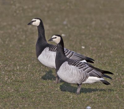 Barnacle Geese