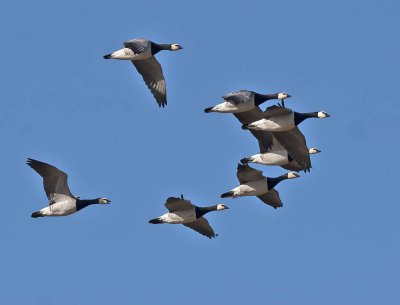 Barnacle Geese