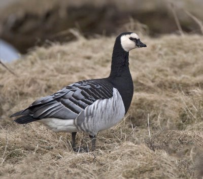 Barnacle Goose