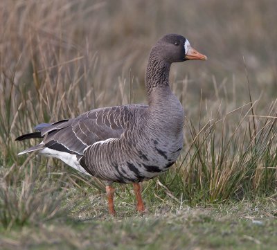Greenland White-fronted Goose Islay March 2006