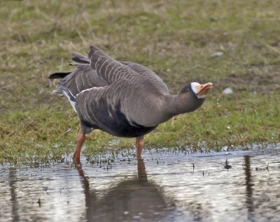 Greenland White-fronted Geese Islay March 2006