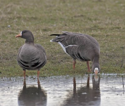 Greenland White-fronted Geese Islay March 2006