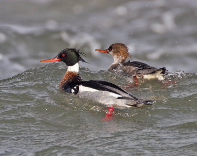 Red-breasted Merganser Fife Ness 2nd March 2006