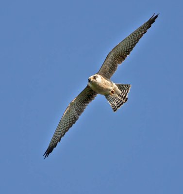 Red-footed Falcon (female)