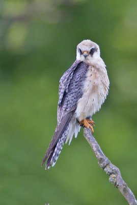 Red-footed Falcon (female)