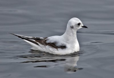 Ross's Gull