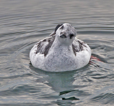 Black Guillemot (winter plumage)