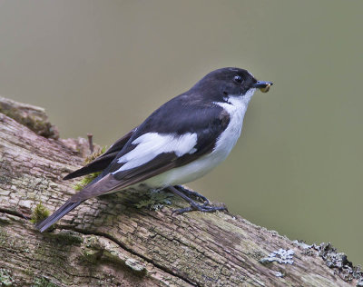 Pied Flycatcher (male)