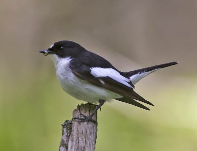 Pied Flycatcher (male)