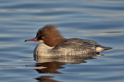 Goosander