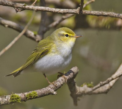 Wood Warbler