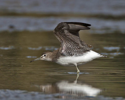 Green Sandpiper
