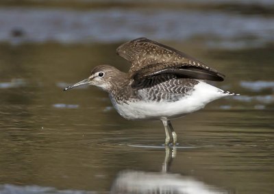 Green Sandpiper