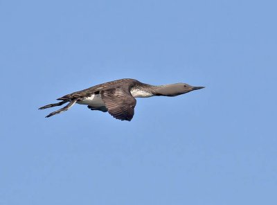 Red-throated Diver