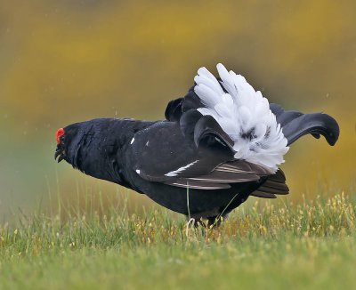 Black Grouse