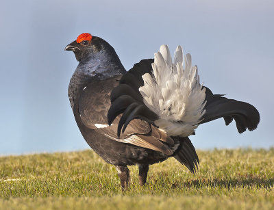 Black Grouse