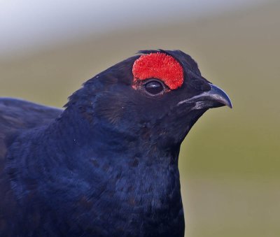 Black Grouse