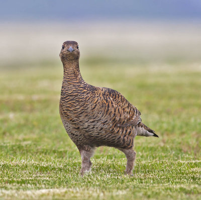 Black Grouse (female)