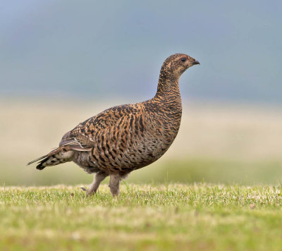 Black Grouse