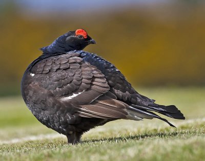 Black Grouse