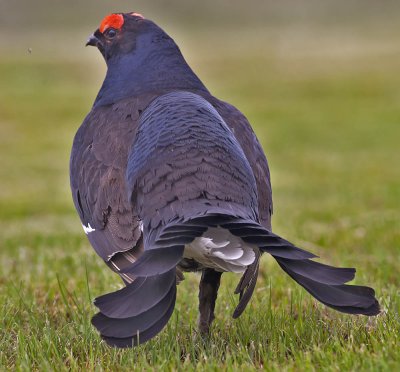 Black Grouse