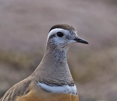 Dotterel