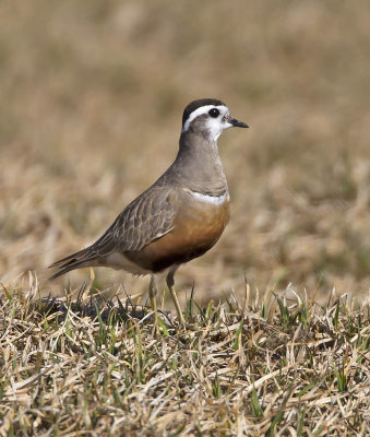 Dotterel