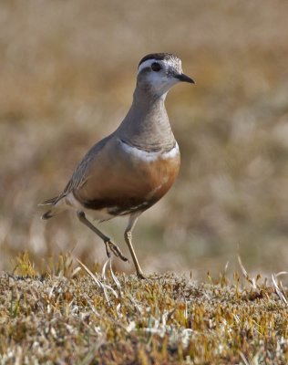 Dotterel