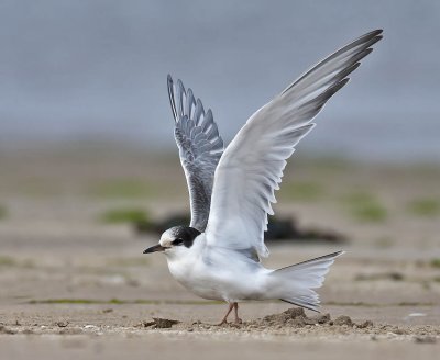 Arctic Tern (juvenile)