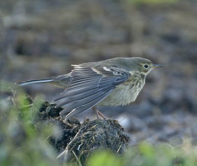 Buff-bellied Pipit