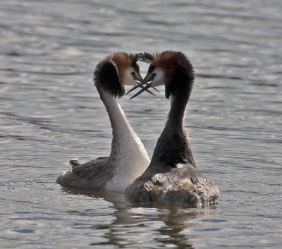 Great Crested Grebes