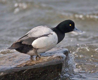 Scaup (drake)