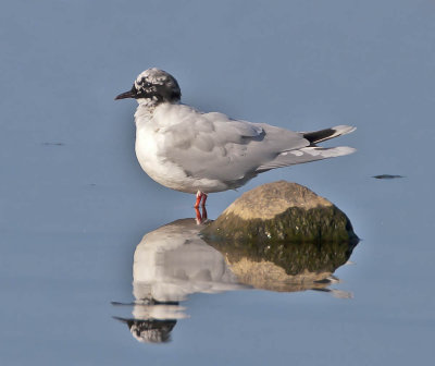 Little Gull