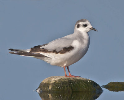 Little Gull
