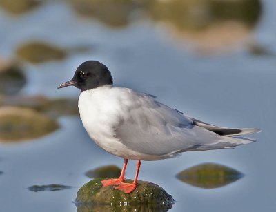 Little Gull