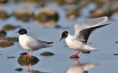 Little Gulls