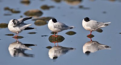 Little Gulls