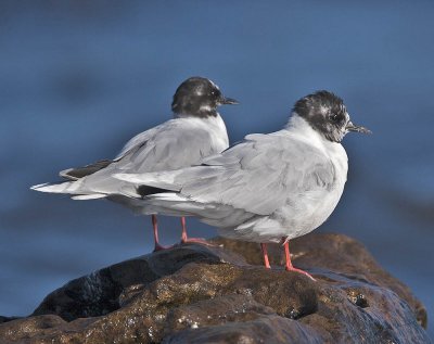 Little Gull