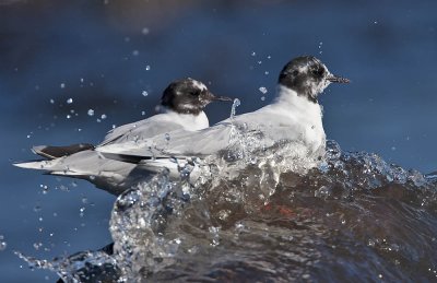 Little Gull