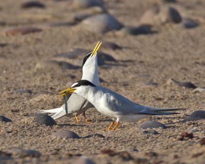 Little Terns